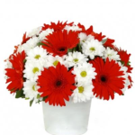 Beyaz Seramik Saksıda Kırmızı Gerbera ve Papatyalar ARJ0090