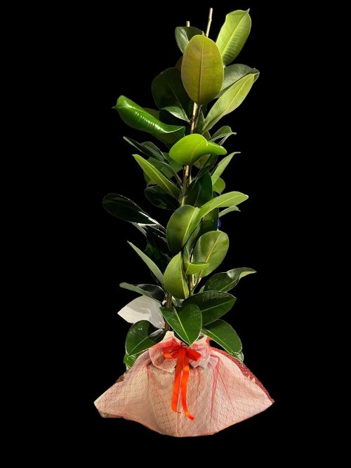 Kauçuk Çiftli SLN0004 - Görsel 2
