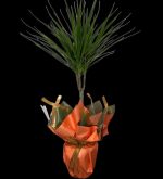 Marginata Tekli SLN0009 - Görsel 2