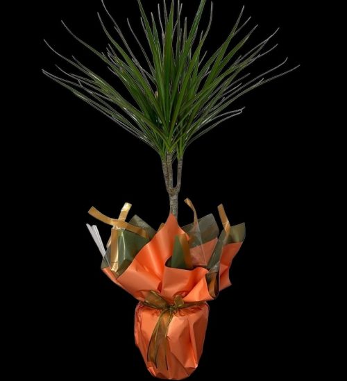 Marginata Tekli SLN0009 - Görsel 2