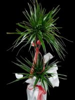 Marginata İkili SLN0010 - Görsel 2