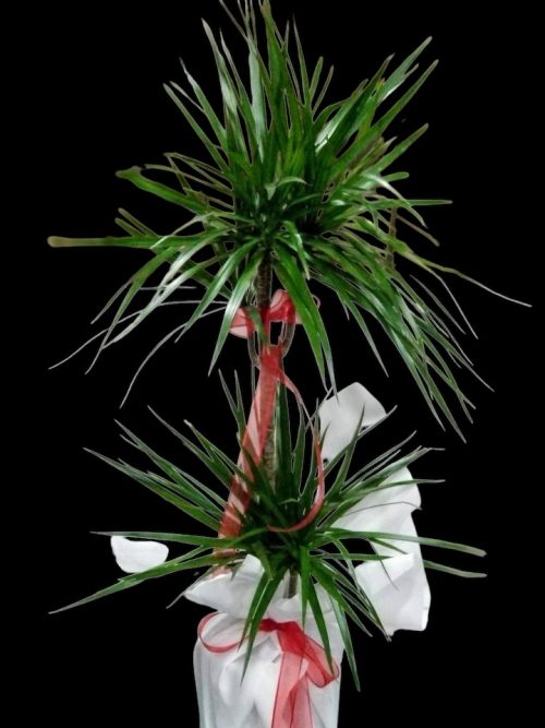 Marginata İkili SLN0010 - Görsel 2