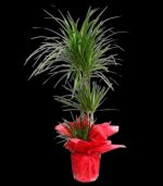 Marginata Üçlü SLN0011 - Görsel 2