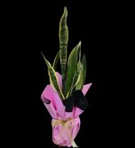 Sansevieria - Paşa Kılıcı SLN0016 - Görsel 2