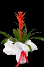 Guzmania SLN0018 - Görsel 2
