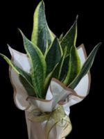 Sansevieria - Paşa Kılıcı Bodur  SLN0022 - Görsel 2