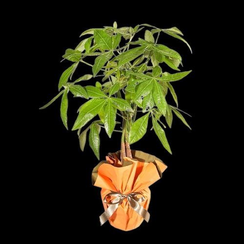 Pachira  SLN0023 - Görsel 2