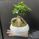 Bonsai SLN0025
