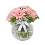 Fanusta Pembe Gerbera ARJ0059