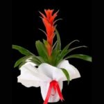 Guzmania SLN0018