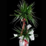 Marginata İkili SLN0010