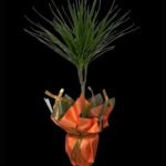 Marginata Tekli SLN0009