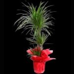 Marginata Üçlü SLN0011