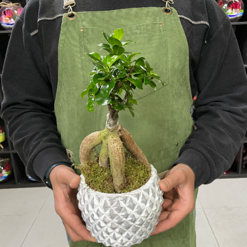 Bonsai SLN0025 - Görsel 2