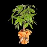 Pachira  SLN0023