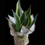 Sansevieria - Paşa Kılıcı Bodur  SLN0022