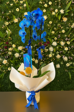 💙 Çift Dal 70 cm İthal Mavi Orkide 💙✨