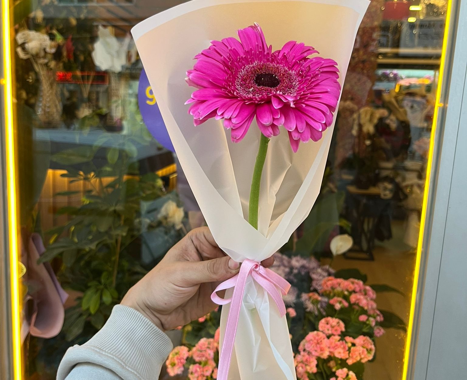 Tekli Fuşya Gerbera