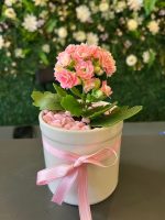 Porselen Saksıda Mini Kalanşo - Görsel 3