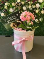 Porselen Saksıda Mini Kalanşo