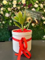 Porselen Saksıda Mini Skulent Aranjmanı