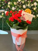 Seramik Saksıda Kırmızı Kalanşo