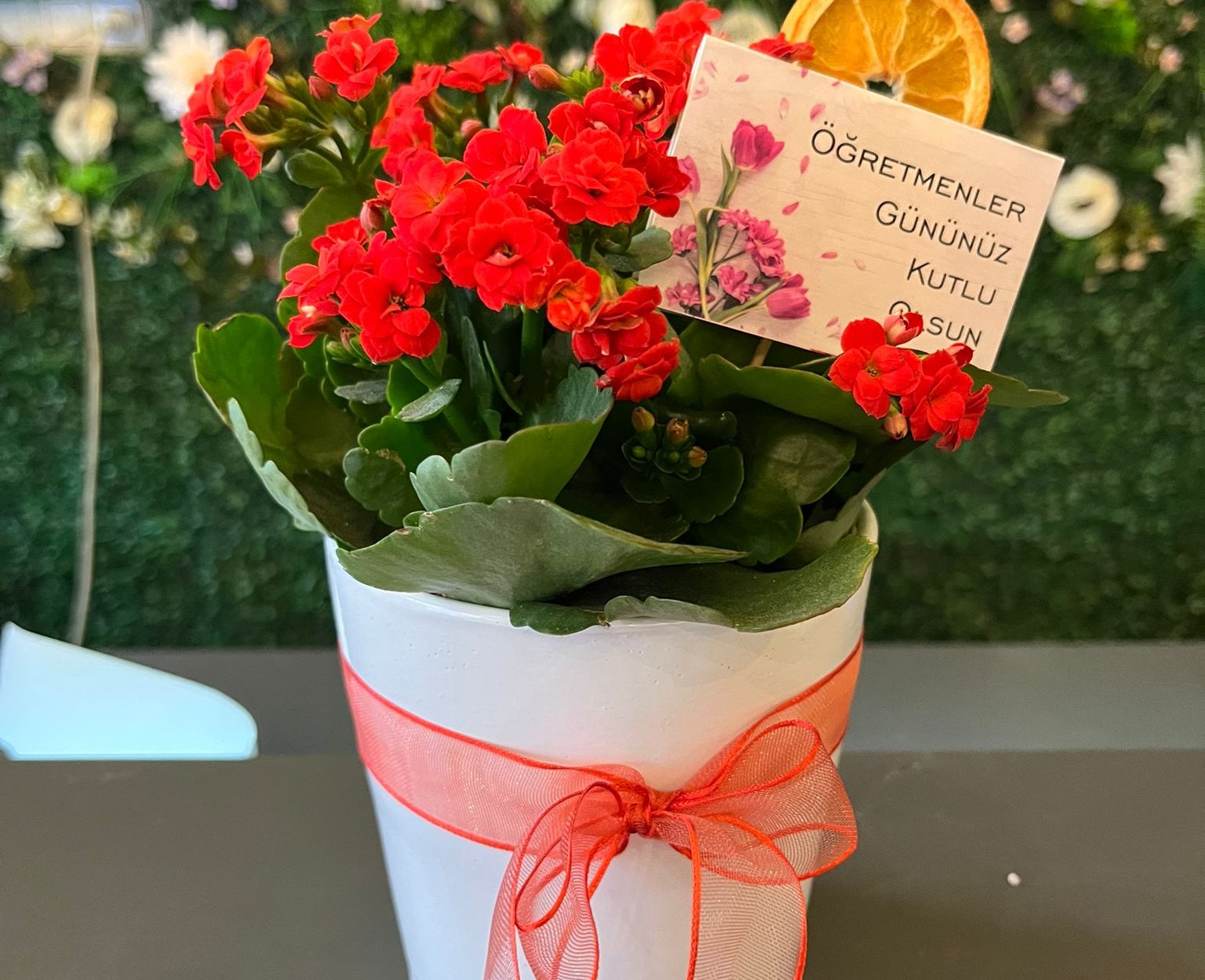 Seramik Saksıda Kırmızı Kalanşo