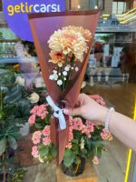 Tekli Şampanya Rengi Kasımpatı