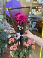 Tekli Mor Kasımpatı