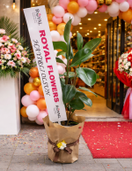 🌿 İkili Kauçuk Bitkisi (Ficus Elastica) 100cm (Boy seçenekleri mevcut)🌿 - Görsel 3