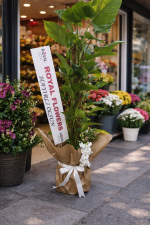 🌿 Salon Tipi Sarmaşık Patos (150-160 cm) (Boy seçenekleri mevcut.) - Görsel 3