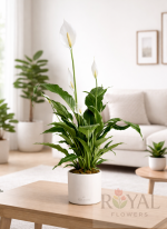 🌿50 CM Barış Çiçeği (Spathiphyllum). 🌿
