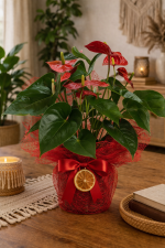 🌺 Saksıda Kırmızı Antoryum Çiçeği (45 cm)