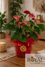 🌺 Saksıda Kırmızı Antoryum Çiçeği (45 cm)