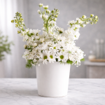 🤍 Beyaz Seramik Saksıda Şebboy & Papatya Aranjmanı