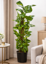 🌿 Salon Tipi Sarmaşık Patos (150-160 cm) (Boy seçenekleri mevcut.)