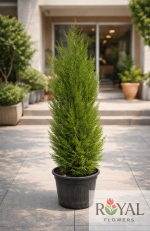 🌲150Cm Limon Çamı (Cupressus Macrocarpa) – Büyük Boy Saksı Bitkisi |🌲