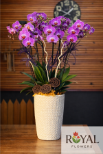 12 Dallı Premium Mor Orkide – Ultra Lüks Gösterişli Büyük Aranjman💜💜💜