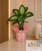 🌿 100 cm Difenbahya (Dieffenbachia) –  Salon Bitkisi