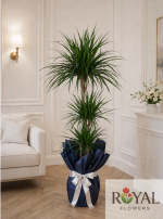 Büyük Boy Marginata (Dracaena Marginata) – Premium Salon Bitkisi 170cm✨✨