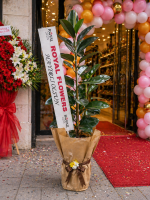 🌿 150 CM Premium Kauçuk Bitkisi (Ficus Elastica) – Salon & Ofis Dekor Bitkisi - Görsel 3