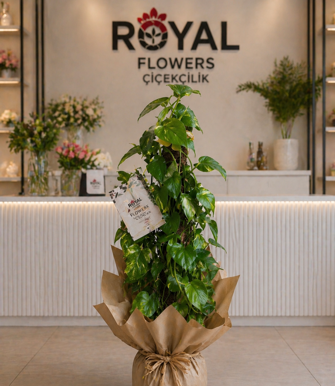 🌿 100 cm Patos Sarmaşık Bitkisi& Organizasyon Çiçeği🌿