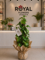 🌿 100 cm Patos Sarmaşık Bitkisi& Organizasyon Çiçeği🌿