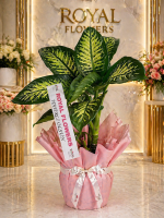 🌿 100 cm Difenbahya (Dieffenbachia) –  Salon Bitkisi - Görsel 3