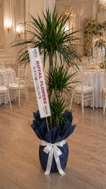 Büyük Boy Marginata (Dracaena Marginata) – Premium Salon Bitkisi 170cm✨✨ - Görsel 3