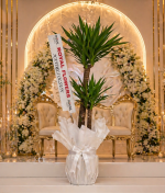 🌿 140 cm İkili Yucca (Yukka) Salon Bitkisi – Premium Açılış & Dekoratif Bitki - Görsel 3