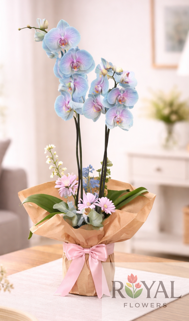 4324234 Pastel Ton Çift Dal Orkide | Dolgun Premium Orkide 🌸 - Görsel 1