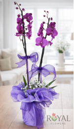 Çift Dal Mor Orkide Saksı Çiçeği | Lüks Phalaenopsis Orkide💜✨