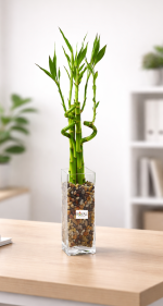 Cam Vazoda 4’lü Şans Bambusu | Dekoratif Lucky Bamboo🎋🎋