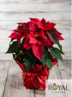 40 CM Atatürk Çiçeği (Poinsettia) | Kırmızı Saksı Çiçeği